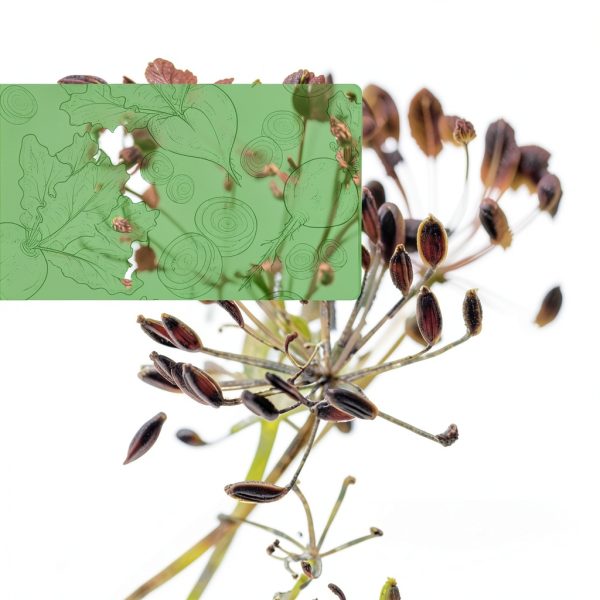 Organic Fennel Seeds Jiva Organics Bulk 175 Pound Bag-4